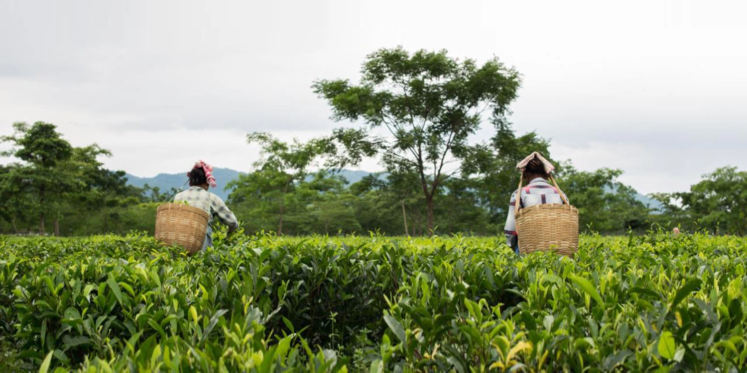 Ripe for the picking? Avalon Consulting