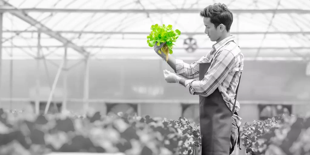 Hydroponics – Revolutionizing Indian Agriculture