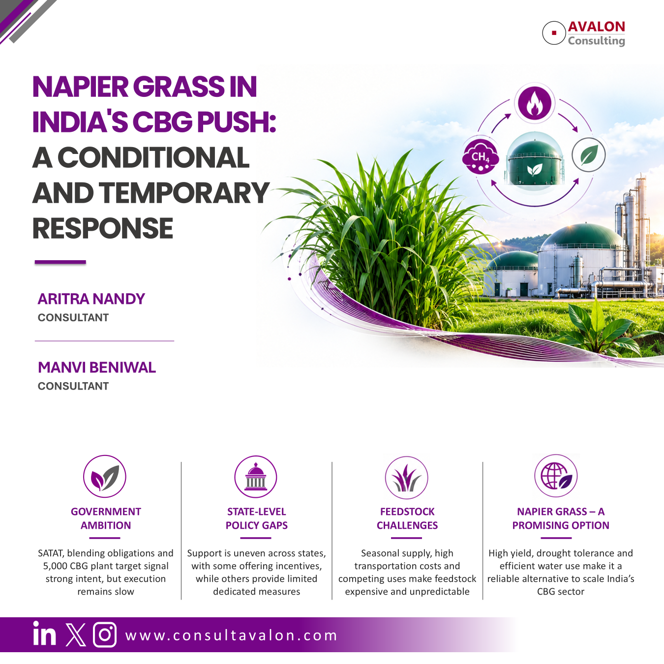 Napier Grass in India's CBG Push: A Conditional and Temporary Response